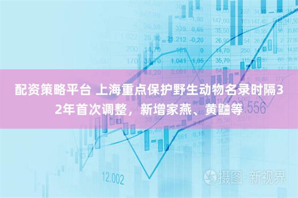 配资策略平台 上海重点保护野生动物名录时隔32年首次调整，新增家燕、黄鼬等